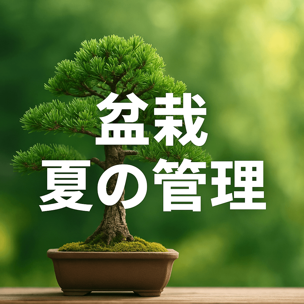 盆栽の夏の管理｜水切れ・直射日光・暑さ対策まとめ【初心者向け】