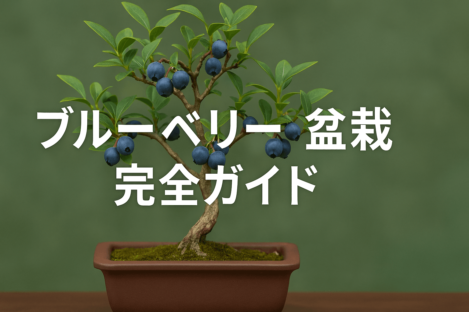 ブルーベリー盆栽完全ガイド｜洋風実もの盆栽の魅力と収穫の楽しみ