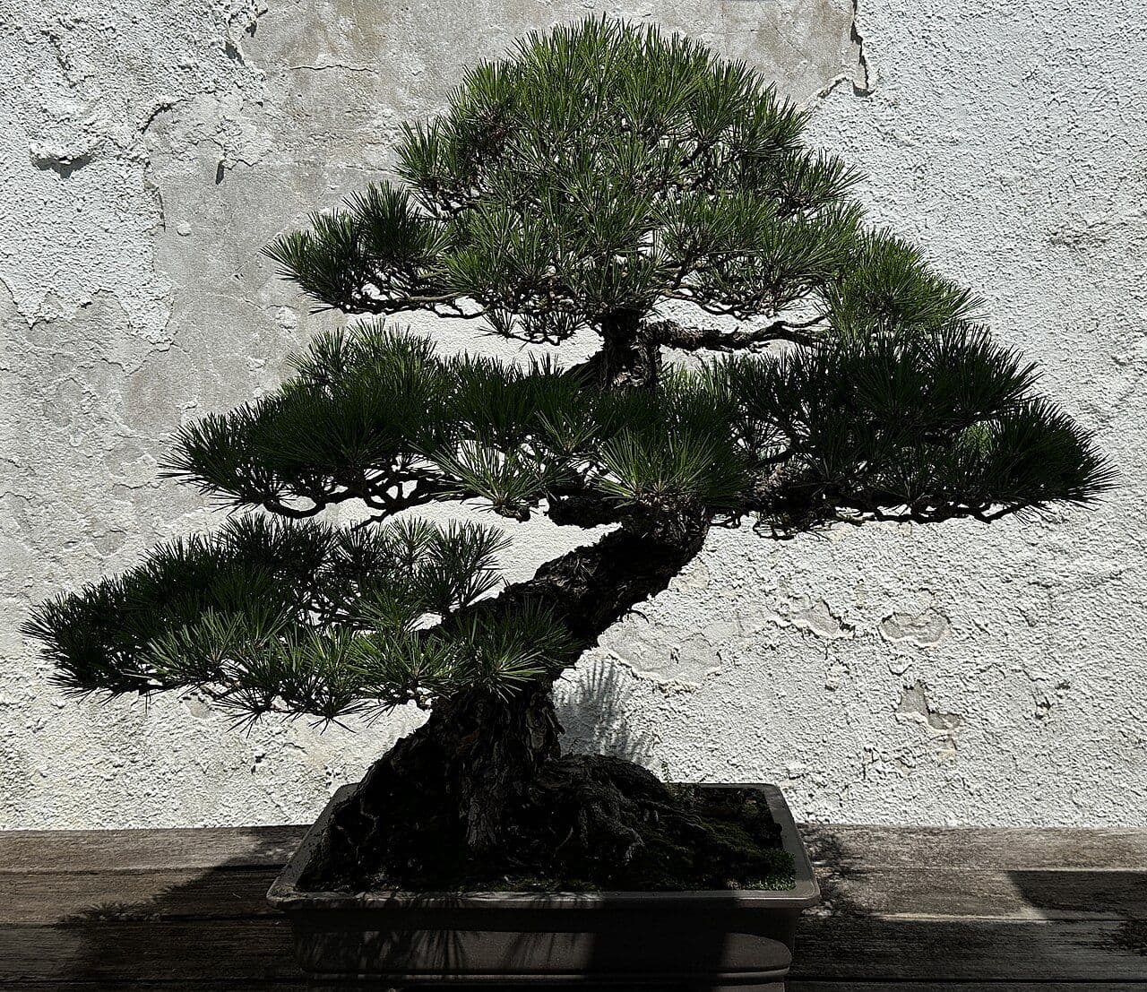 黒松の盆栽の育て方｜日当たり・水やりと、芽切り・古葉取りをする時期