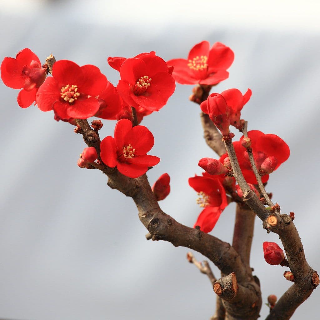 長寿梅の盆栽の育て方｜置き場所・水やり・剪定と、花を毎年咲かせるコツ