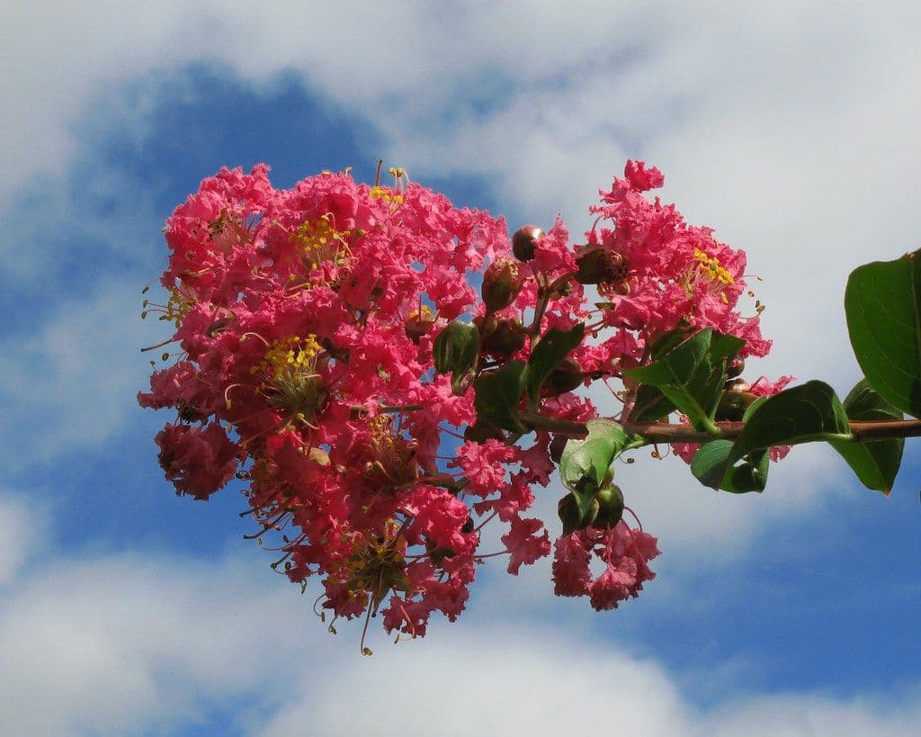 サルスベリの盆栽｜夏の花を長く咲かせる剪定と、花がら切り・水やりの目安