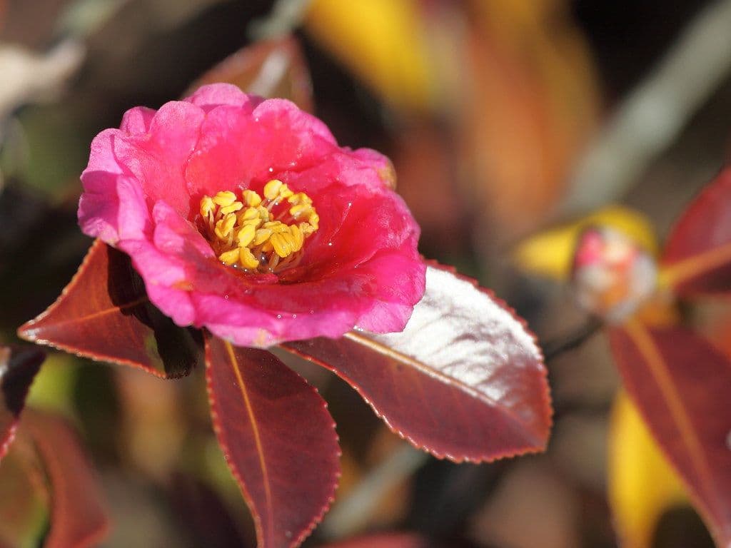 寒椿の盆栽｜冬に花を咲かせる管理と、剪定の時期・チャドクガへの備え