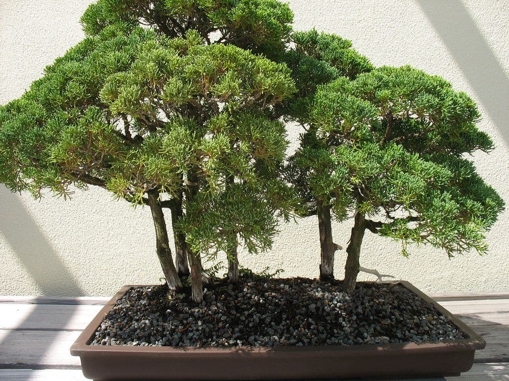 盆栽の剪定・芽摘み・針金かけ｜3つの作業の違いと、はじめての手順