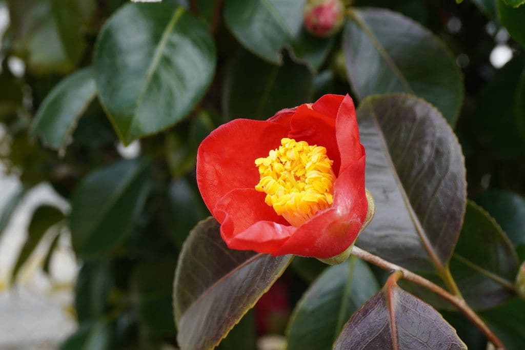 椿の盆栽の育て方｜花を咲かせる剪定の時期と花芽の見分け方、一年の管理