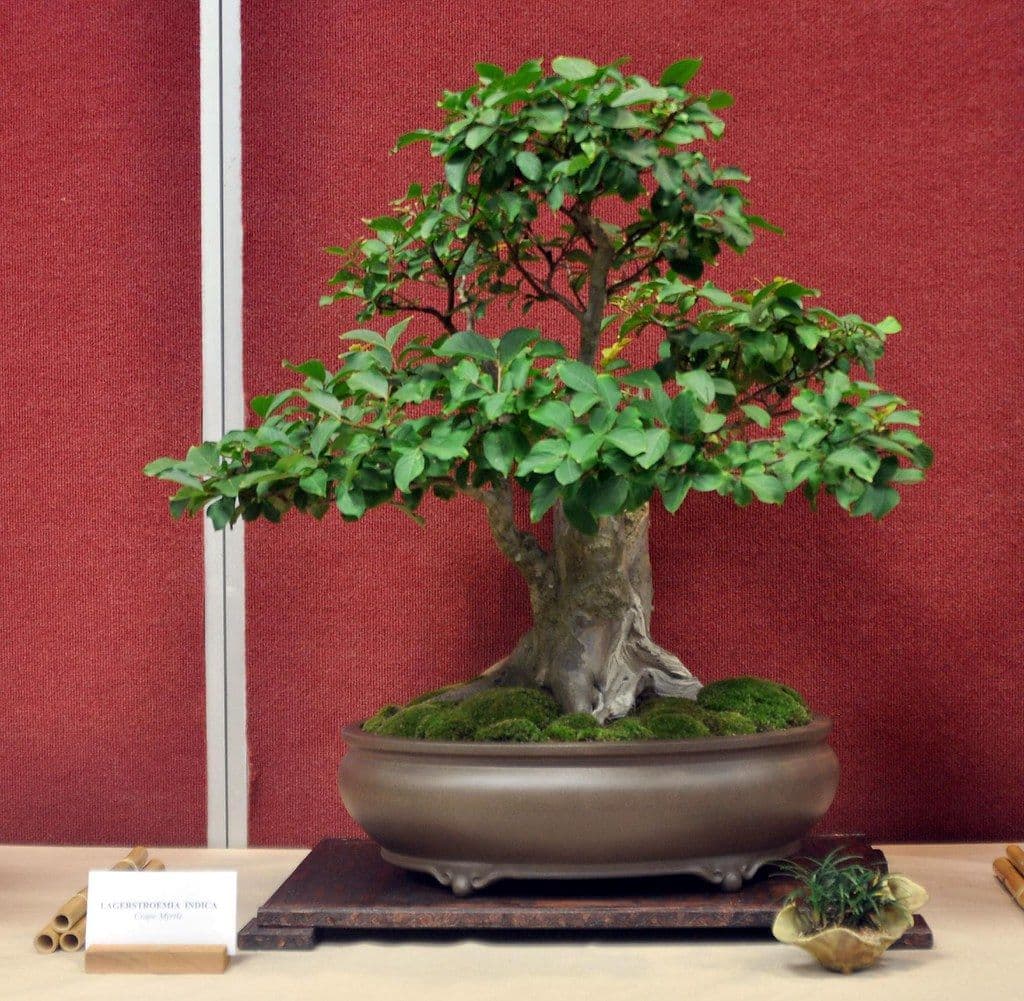 サルスベリの盆栽の育て方｜夏の花とつるつるの樹肌を楽しむ基本の管理