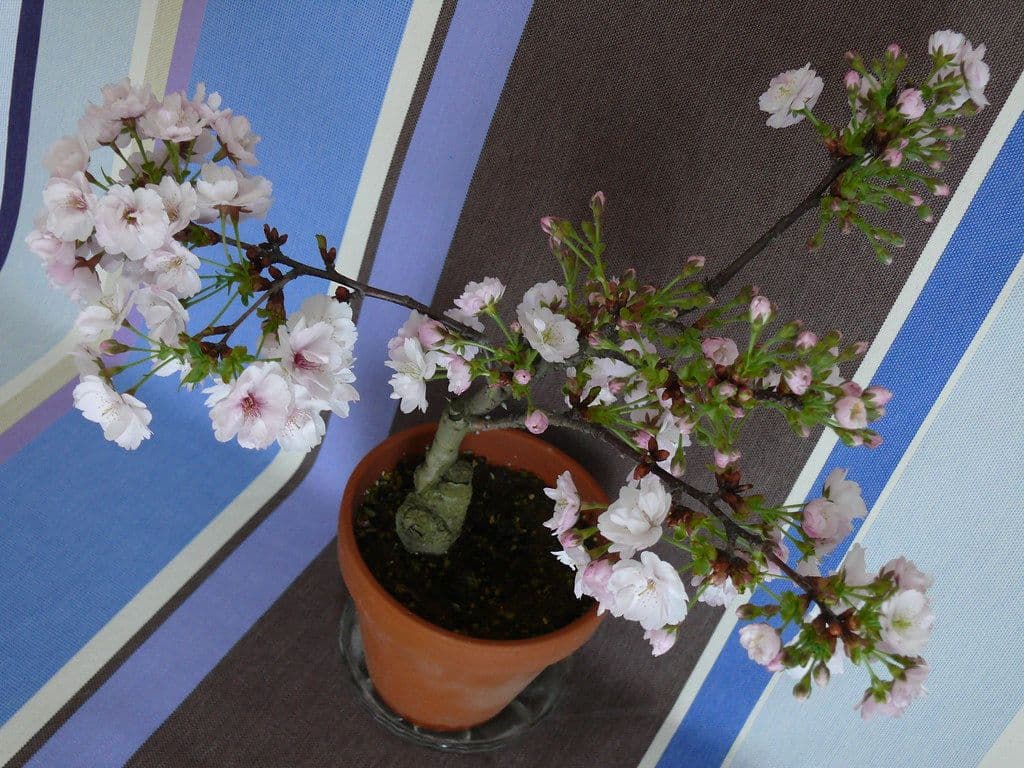 一才桜の盆栽の育て方｜毎年花を咲かせる剪定の時期と一年の管理