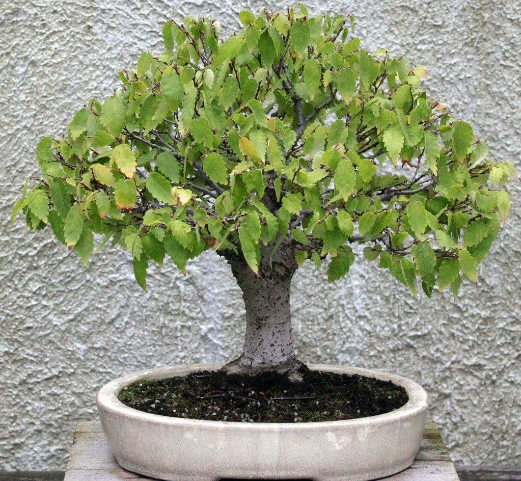 欅（けやき）の盆栽の育て方｜箒作りの芽摘み・剪定と一年の管理
