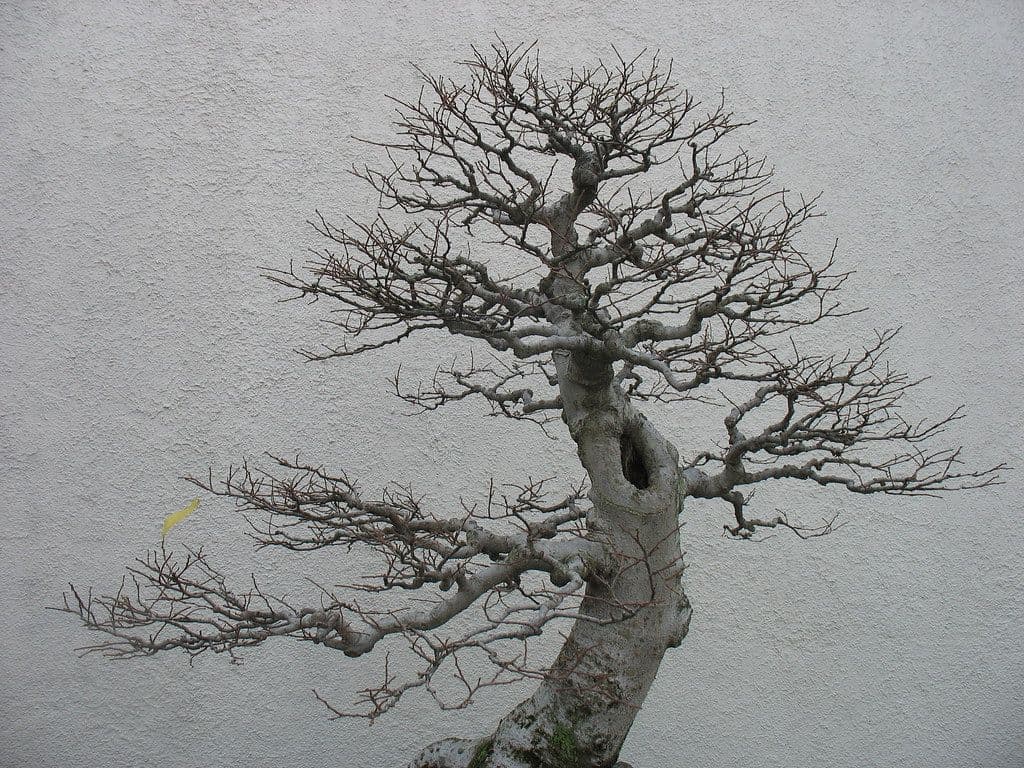 盆栽の芽摘み・剪定はなぜ効くのか｜頂芽優勢と樹の勢いから考える枝づくり