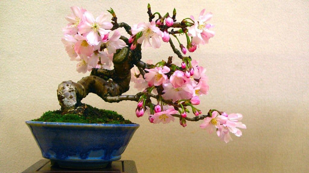 桜の盆栽の選び方と育て方｜品種の違い、花芽の見分け方、花後の剪定