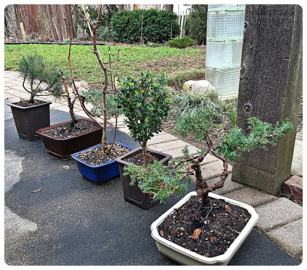 季節の気温と盆栽｜休眠・芽吹き・紅葉のしくみと、暑さ寒さへの備え方