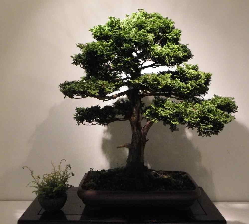 盆栽のコンテスト・展示会に出品するには｜国内外の大会の種類と審査で見られる点