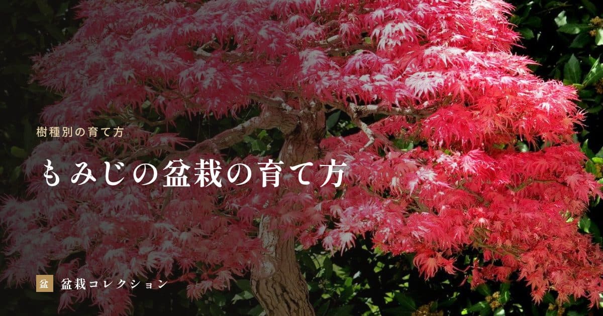 もみじの盆栽の育て方｜置き場所・水やり・剪定と、紅葉をきれいに見るコツ