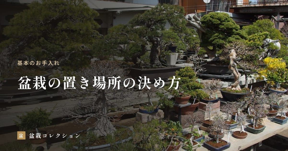 盆栽の置き場所｜日当たり・風通しの考え方と、季節ごとの移し方の目安