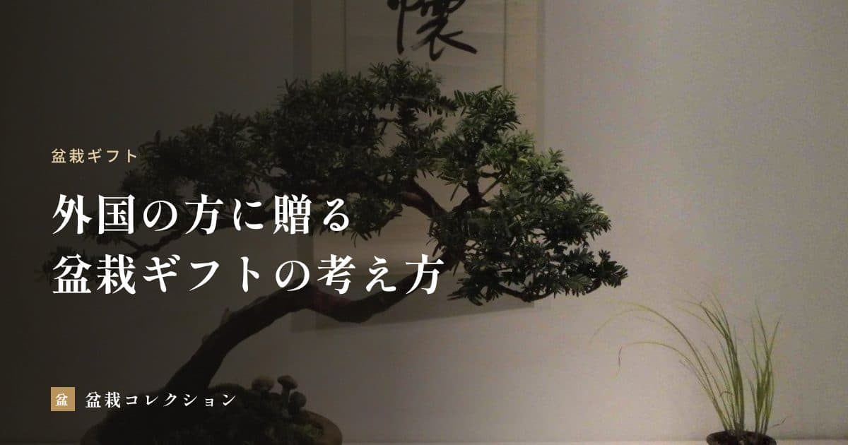 外国の方への盆栽ギフト｜日本にいる相手・海外にいる相手で変わる贈り方