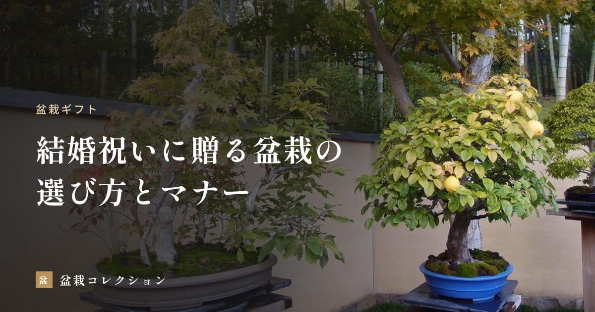 結婚祝いに盆栽を贈るとき｜二人の暮らしに合う選び方と、贈る時期・のしの決まり