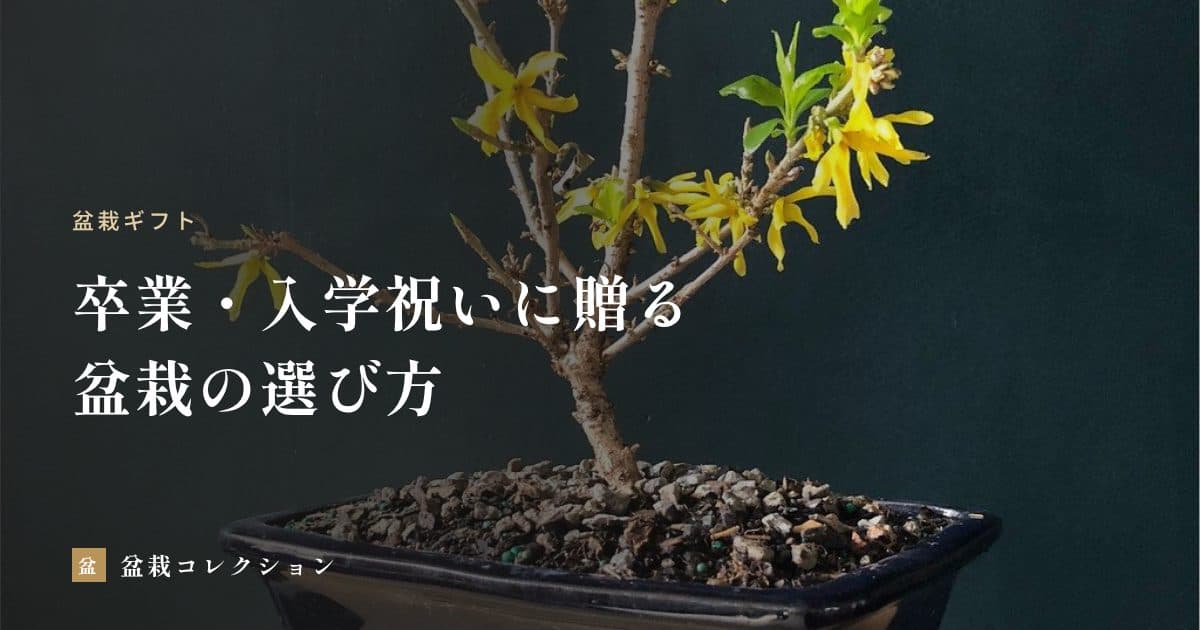 卒業・入学祝いに盆栽を贈るとき｜年代と新生活に合う選び方と、贈る時期