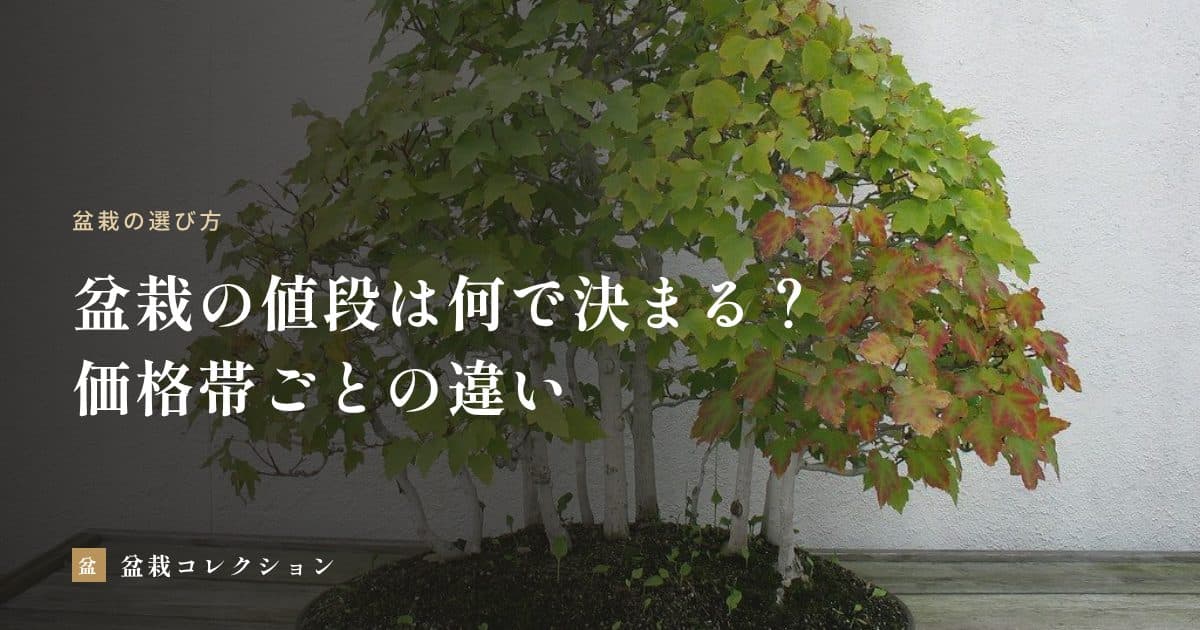 盆栽の値段は何で決まる？｜価格帯ごとの違いと、予算の考え方