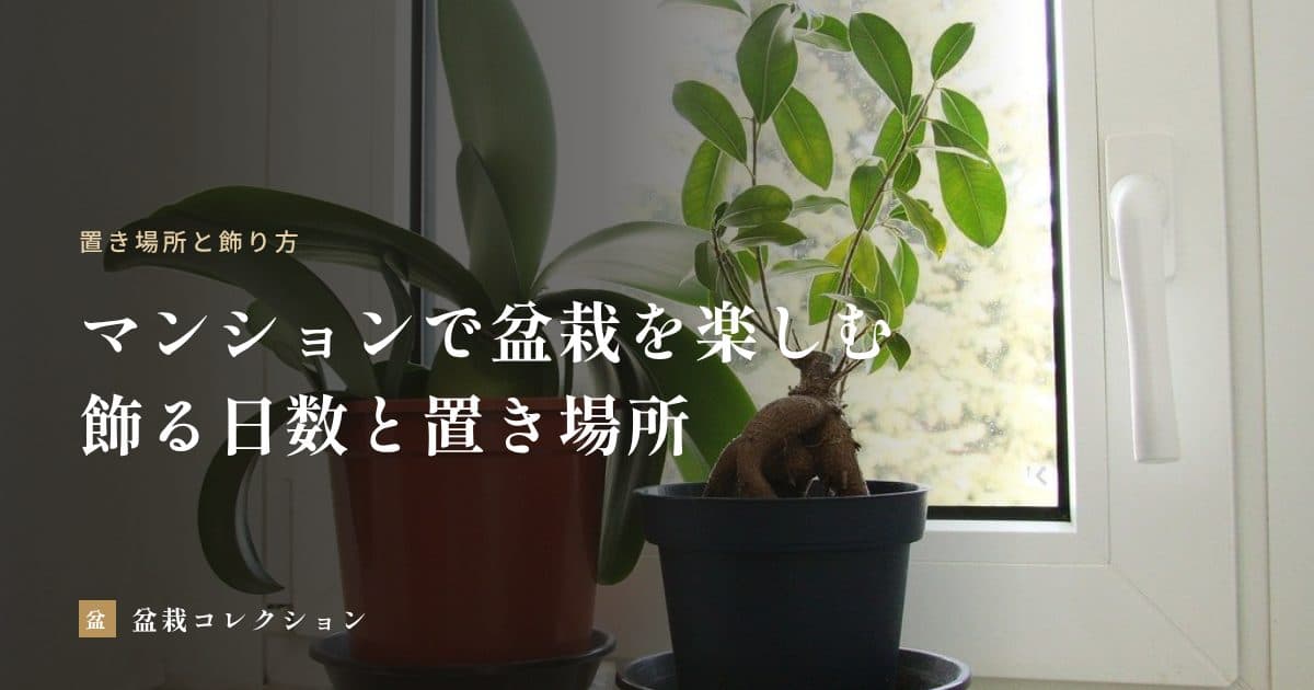 マンション・アパートで盆栽を楽しむ｜室内に飾る日数と、ベランダでの育て方