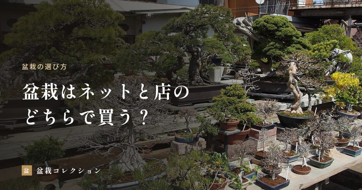 盆栽はネットと店のどちらで買う？｜向き不向きと、買う前・届いた日の確認点