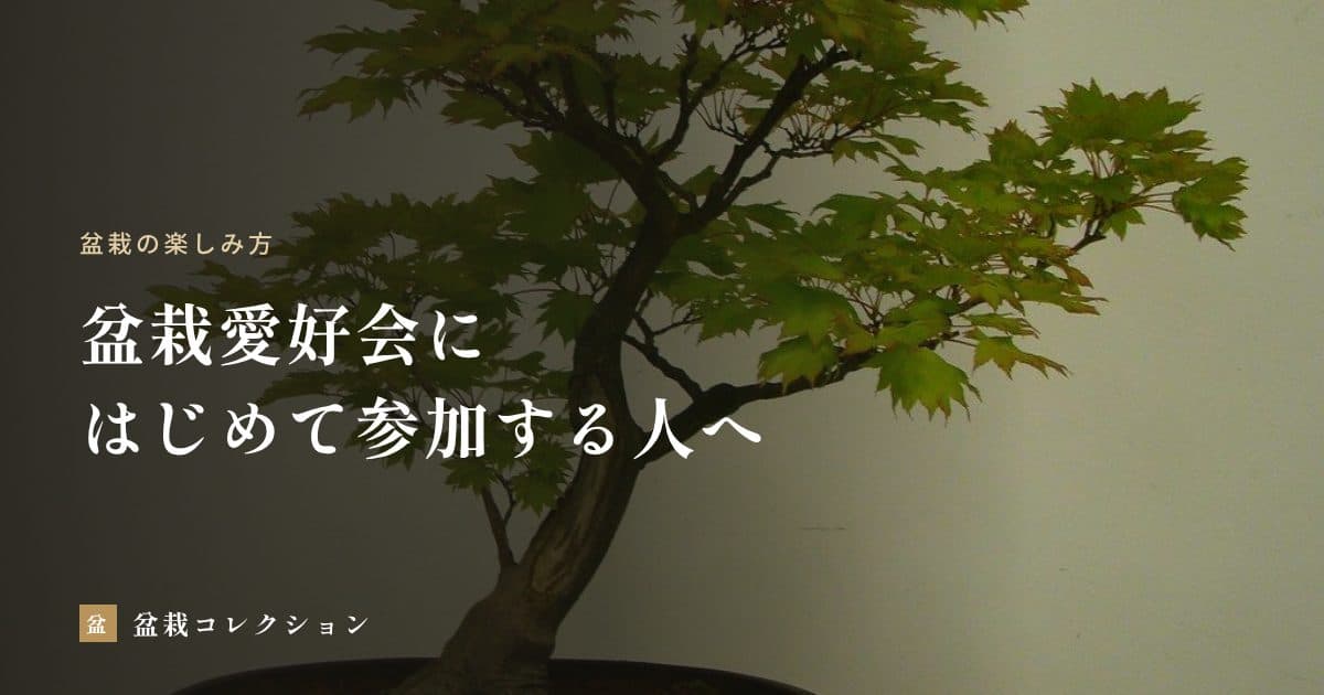 盆栽愛好会にはじめて参加する人へ｜初日の過ごし方とマナー、最初の1年の楽しみ方