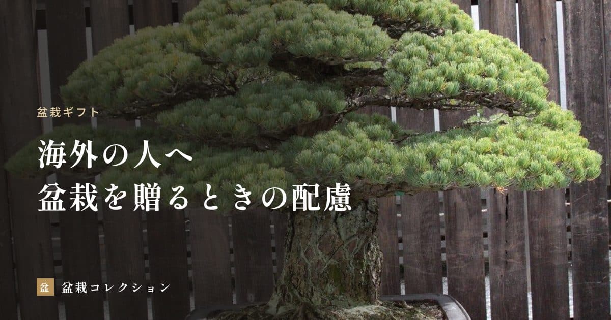 海外の人に盆栽を贈るとき｜検疫の決まり、贈り方の選び方と添えたい説明