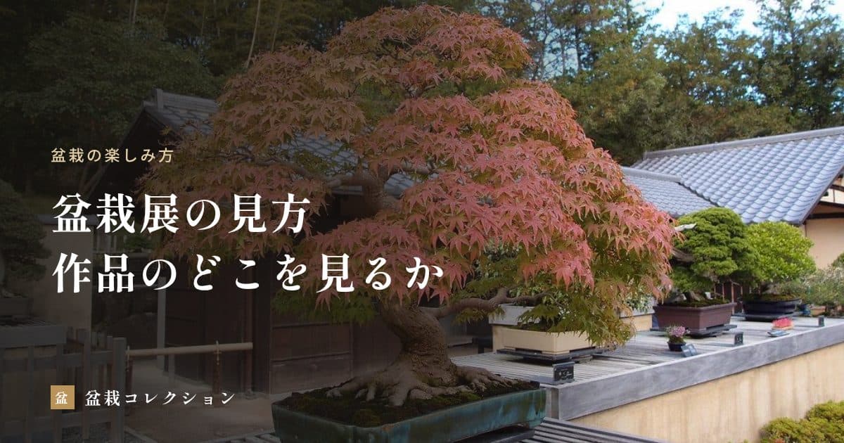 盆栽展の見方｜作品のどこを見るか、名札の読み方と会場でのマナー
