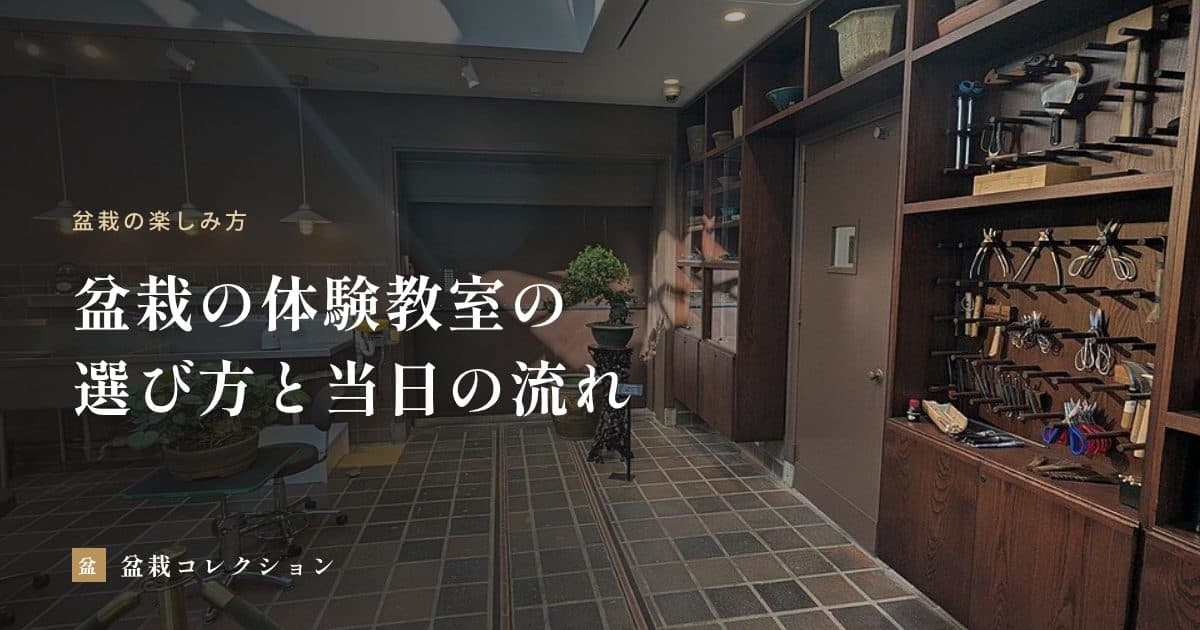盆栽の体験教室の選び方｜内容の違い、申し込む前の確認と持ち帰り後の管理