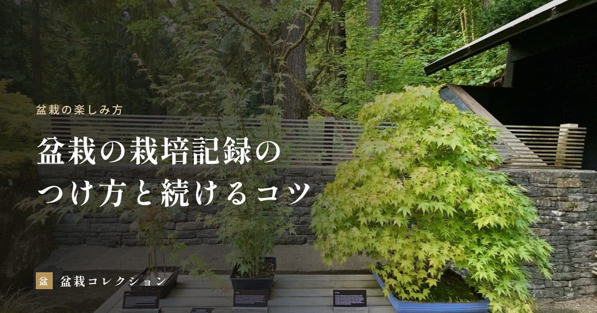 盆栽の栽培記録のつけ方｜残しておきたい項目と、比べやすい写真の撮り方