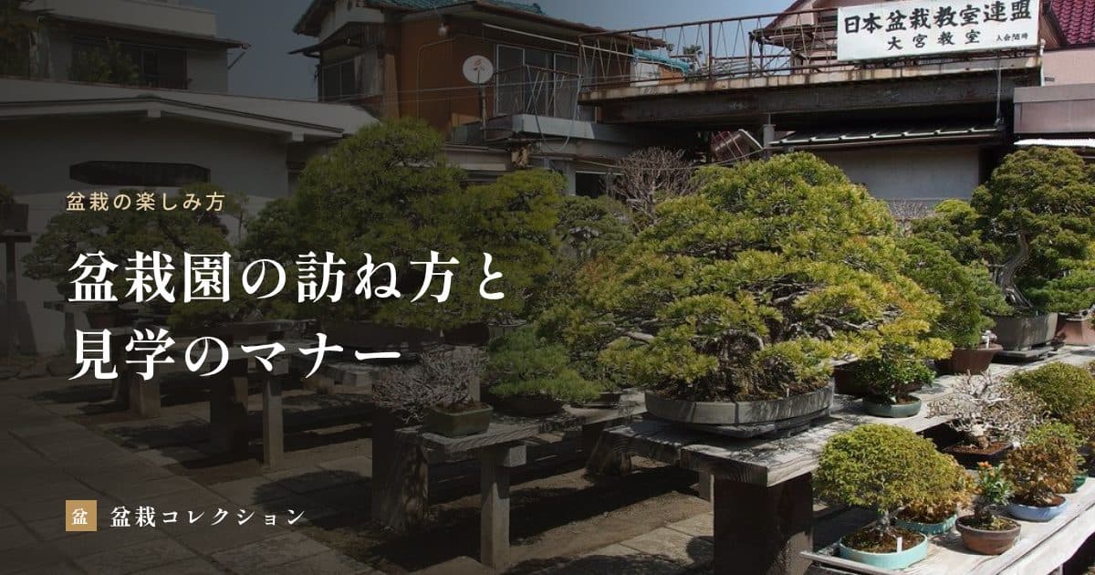 盆栽園の訪ね方｜出かける前の確認、園でのマナーと季節ごとの見どころ