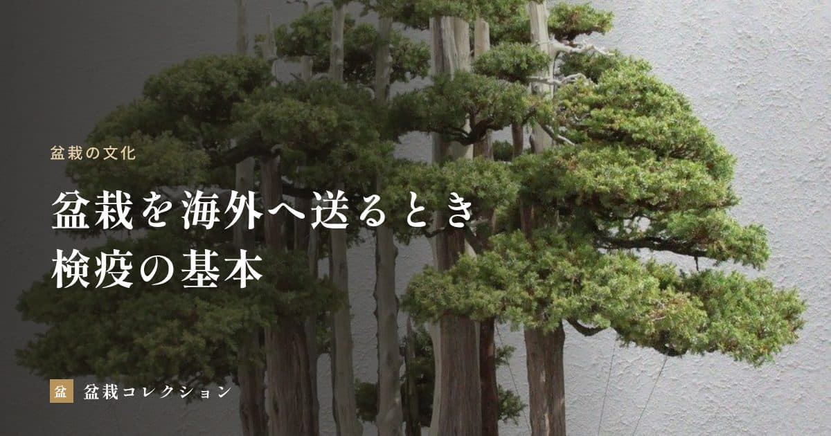 盆栽を海外へ送る・持ち込むとき｜植物検疫の流れと準備の基本