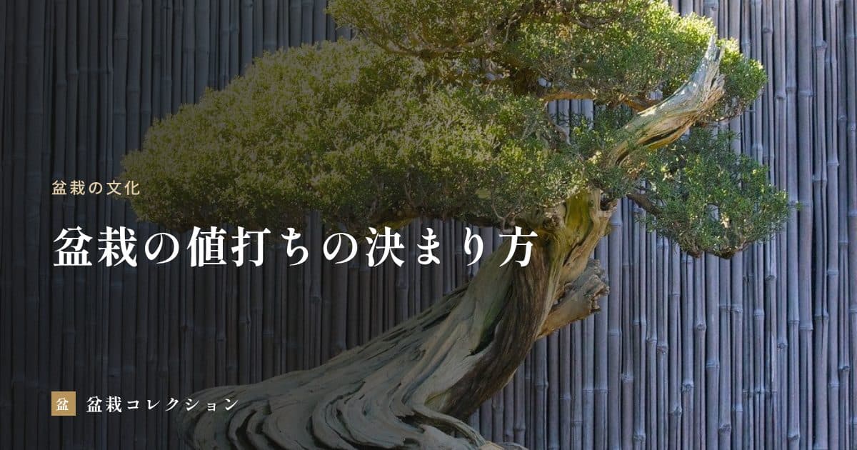 盆栽の値打ちはどう決まるか｜見られるところと、資産として考える前の注意