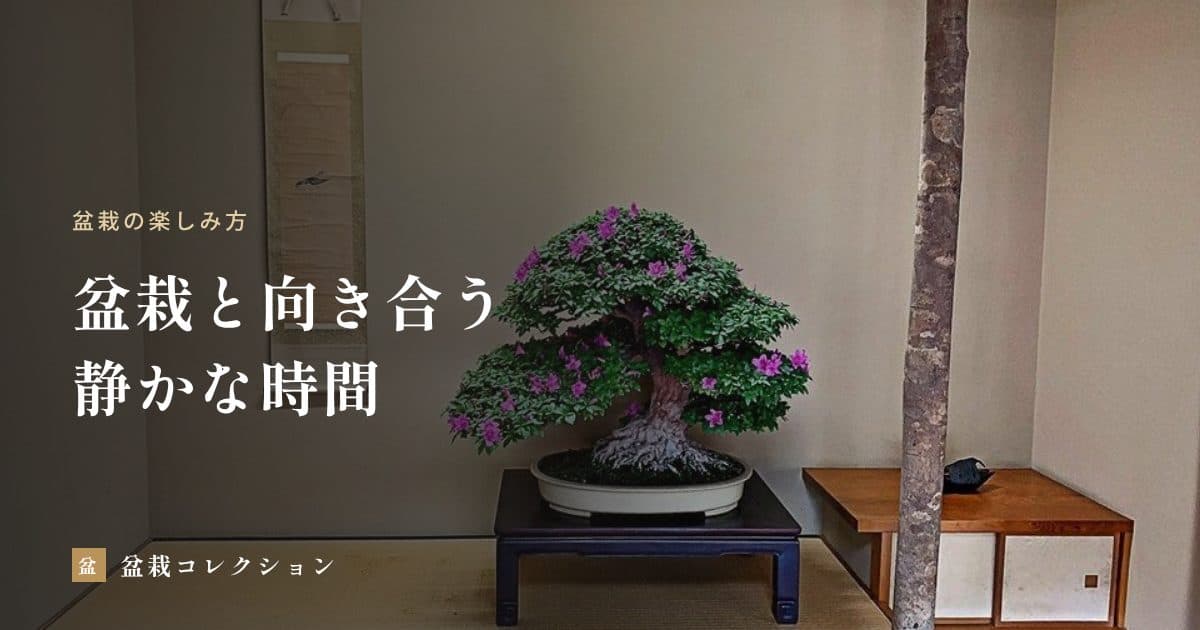 盆栽と向き合う静かな時間｜眺め方と手入れを、毎日の習慣にする方法