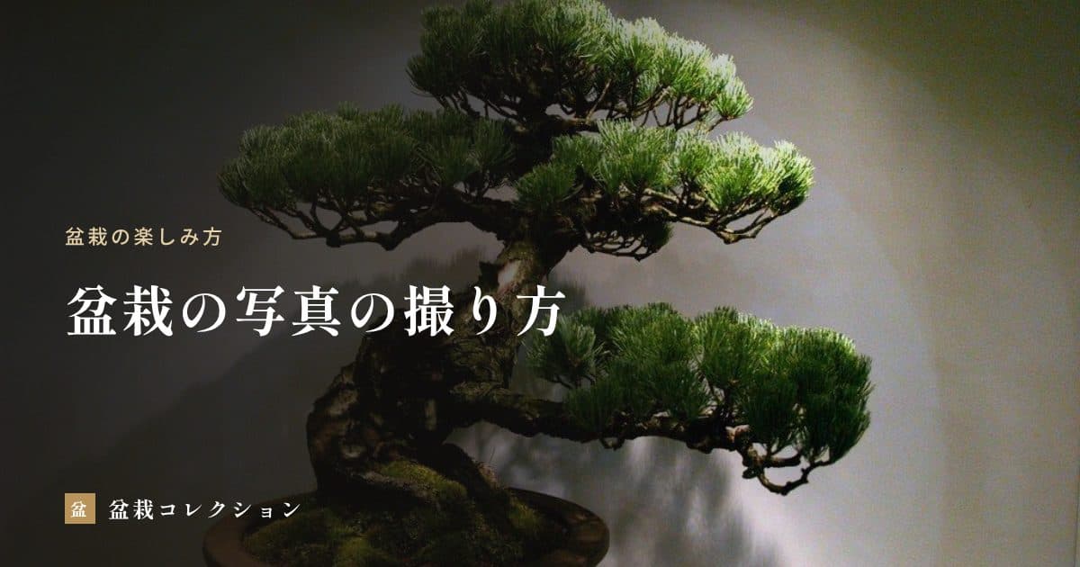 盆栽の写真の撮り方｜背景・光・高さを整えて、成長の記録を残す