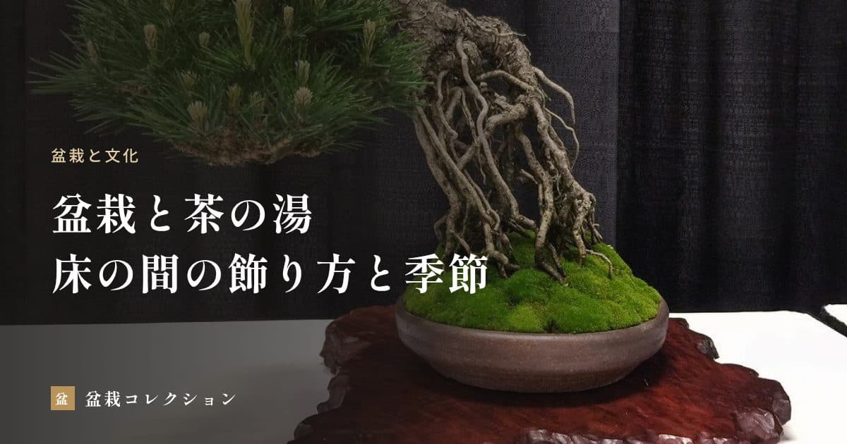 盆栽と茶の湯｜共通する考え方と、床の間に飾るときの基本・季節の取り合わせ