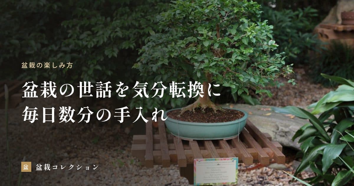 盆栽の世話を気分転換に｜毎日数分の手入れを無理なく続けるための工夫