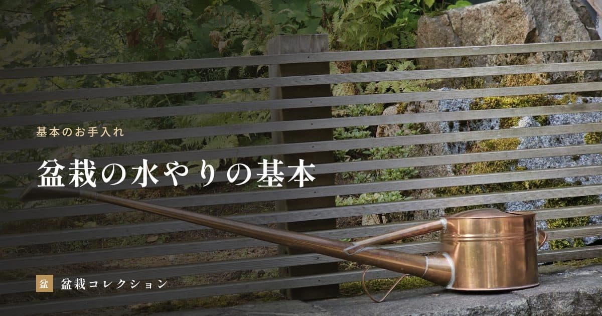 盆栽の水やり｜乾いたかの見分け方と、季節ごとの回数・時間帯の目安