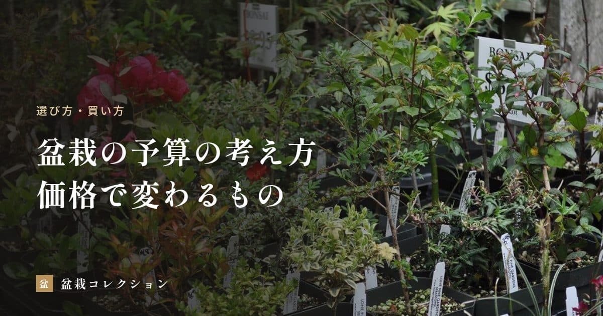 盆栽の予算の考え方｜価格で何が変わるかと、買うときに見ておきたいこと