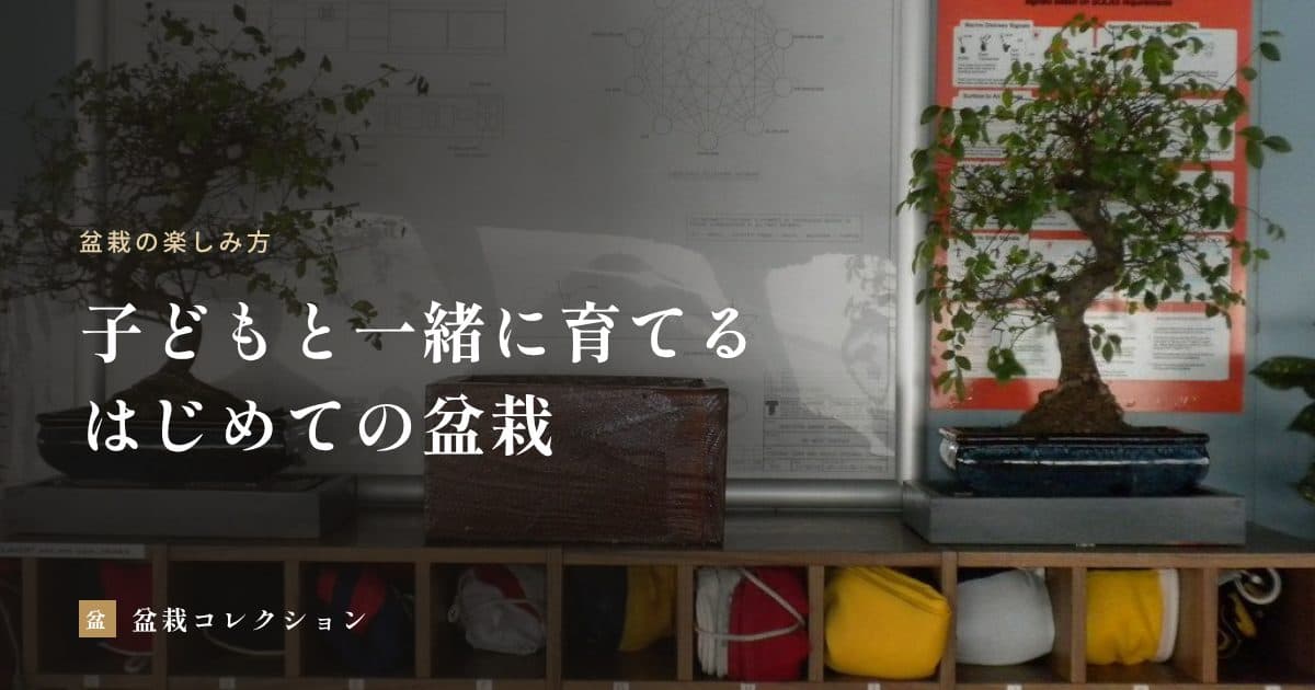 子どもと盆栽を育てる｜年齢に合った関わり方と、安全な樹・道具の選び方