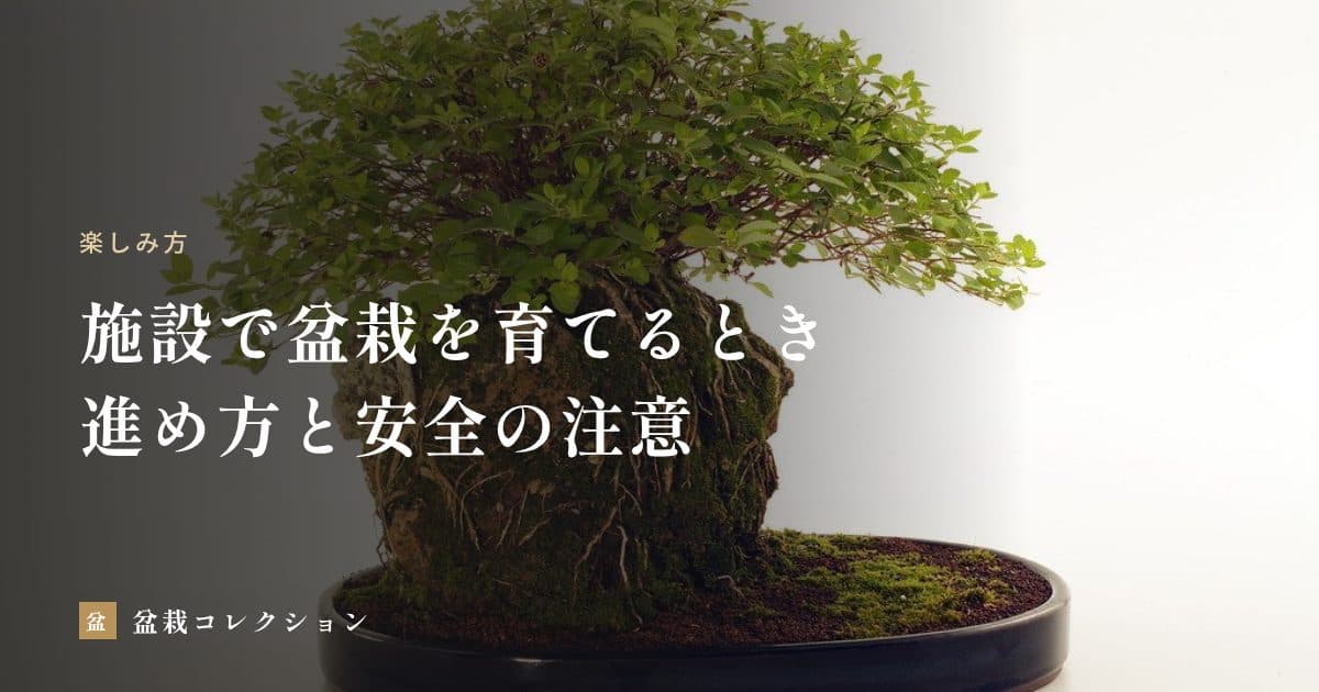 介護施設・病院で盆栽を取り入れるには｜園芸活動の進め方と安全・衛生の注意