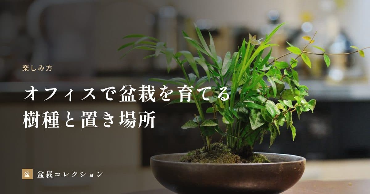オフィスのデスクで盆栽を育てる｜室内で弱らせない樹種と置き場所、週末の水やり