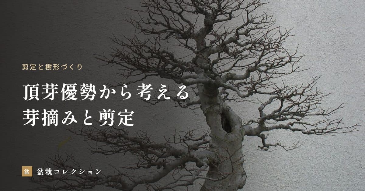 盆栽の芽摘み・剪定はなぜ効くのか｜頂芽優勢と樹の勢いから考える枝づくり