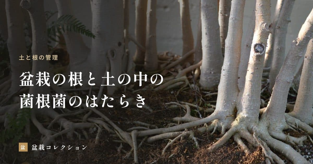盆栽の根と土の微生物｜菌根菌のはたらきと、植え替え・肥料で気をつけること