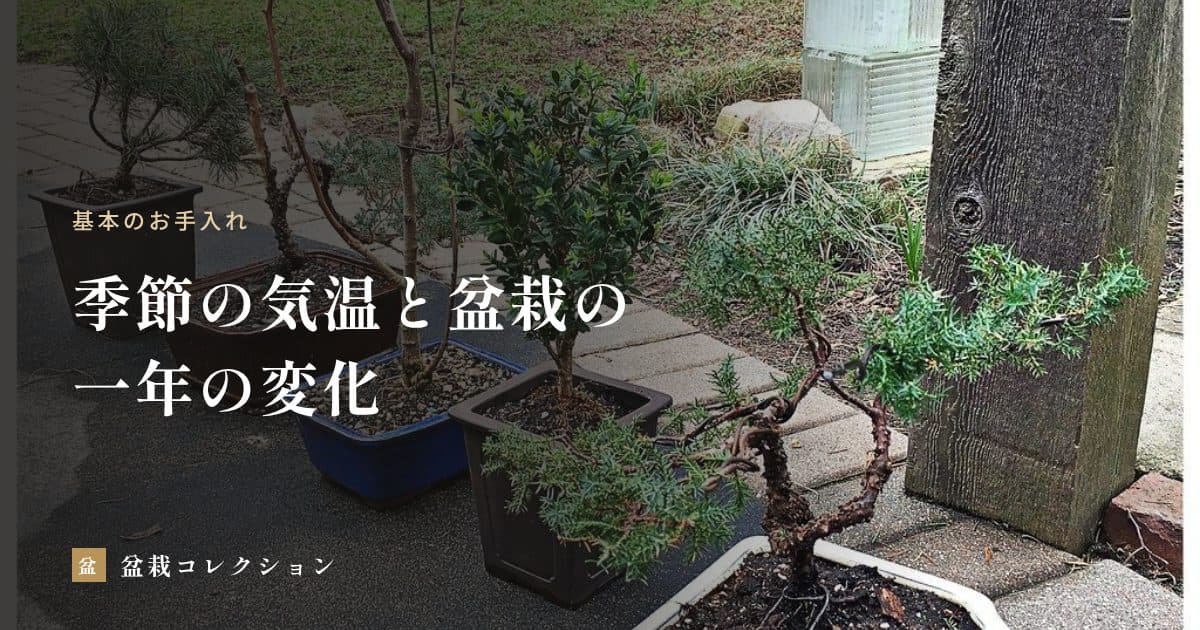 季節の気温と盆栽｜休眠・芽吹き・紅葉のしくみと、暑さ寒さへの備え方