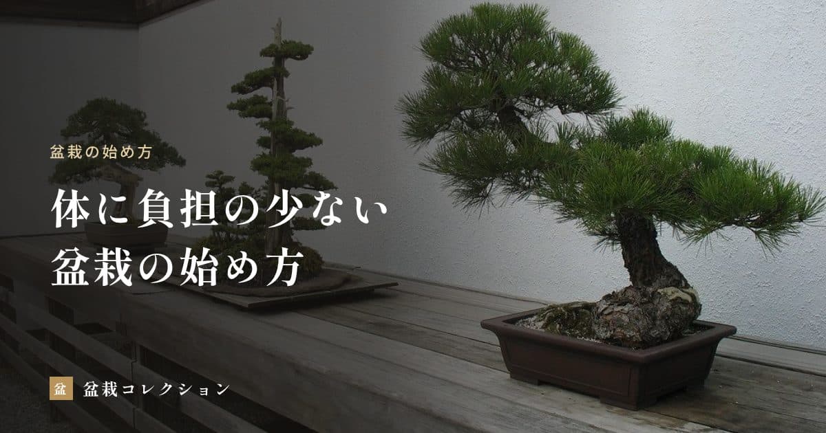 年齢を重ねてから始める盆栽｜体に負担の少ない樹種・置き場所・道具の選び方
