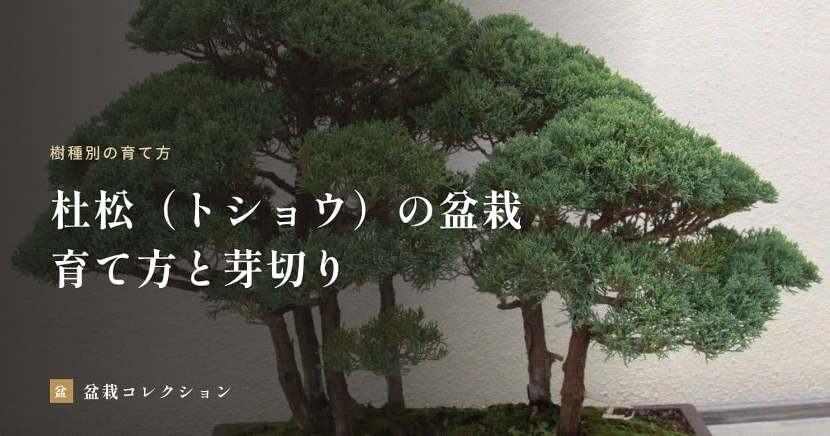 杜松（トショウ）の盆栽｜針のような葉の扱い方と、芽切り・針金かけ・年間の管理