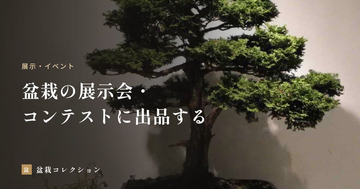 盆栽のコンテスト・展示会に出品するには｜国内外の大会の種類と審査で見られる点