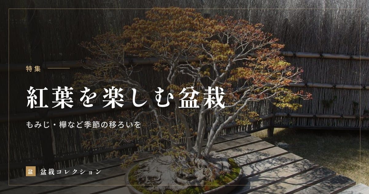 紅葉を楽しむ盆栽