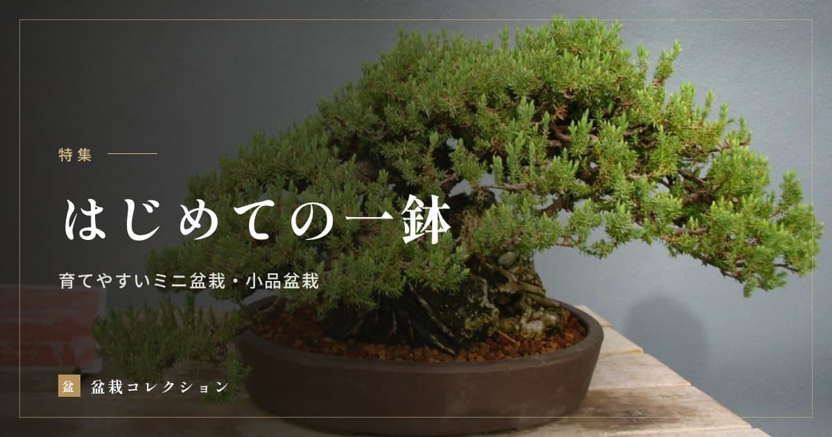 はじめての一鉢