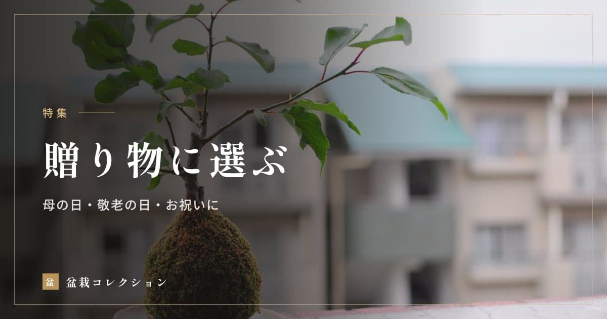 贈り物に選ぶ
