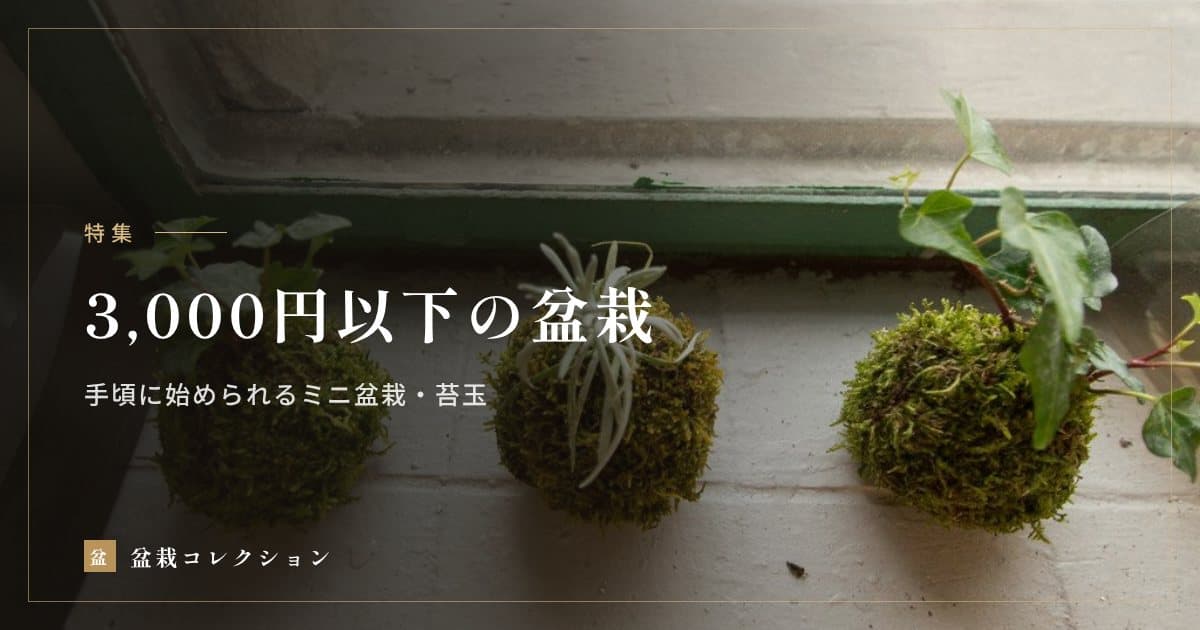 3,000円以下の盆栽